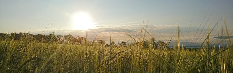 photo d&#39;un champ de bl&#233; avant le coucher du soleil