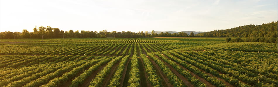 photo d&#39;un vignoble