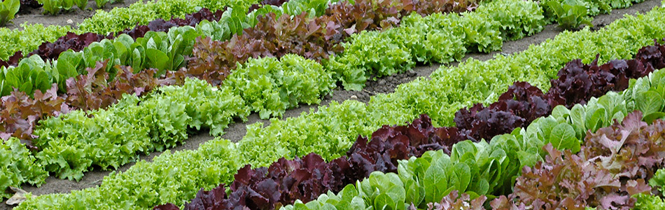 banniere_agriculture
